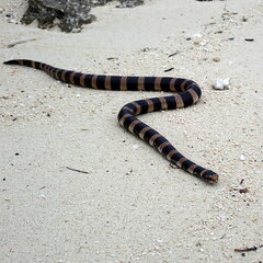 Laticauda saintgironsi