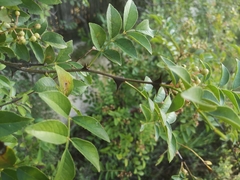 Zanthoxylum