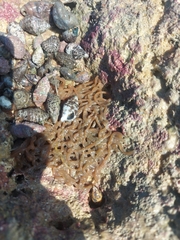 Dolabella auricularia