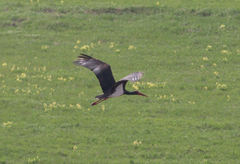 Ciconia nigra