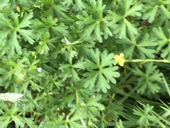 Geranium potentilloides