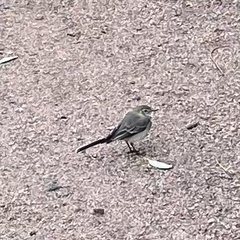 Motacilla alba