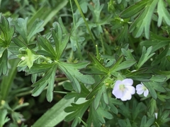Geranium potentilloides