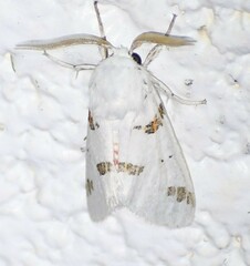 Euerythra trimaculata