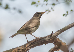 Turdus atrogularis