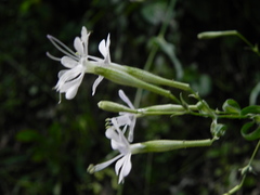 Silene italica