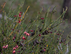 Daviesia brevifolia