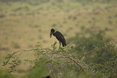 Anastomus lamelligerus