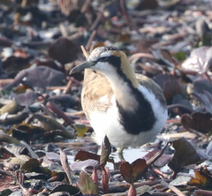 Hydrophasianus chirurgus