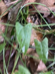 Dioscorea transversa