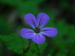 Geranium robertianum
