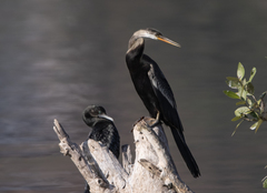 Anhinga novaehollandiae