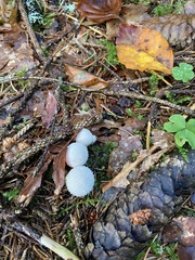 Lycoperdon perlatum