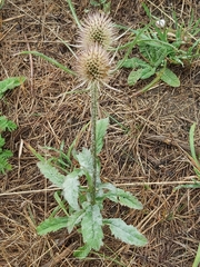 Dipsacus