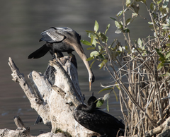 Anhinga novaehollandiae