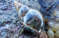 Phasianella australis