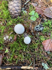 Lycoperdon perlatum