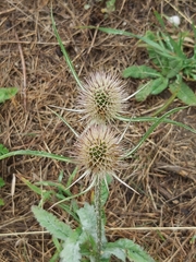 Dipsacus