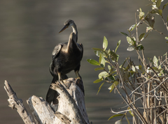 Anhinga novaehollandiae