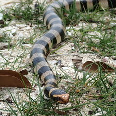 Laticauda saintgironsi