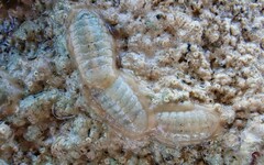 Ischnochiton variegatus