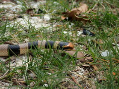 Laticauda saintgironsi