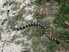 Laticauda saintgironsi