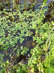 Callitriche stagnalis