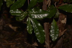 Beilschmiedia obtusifolia