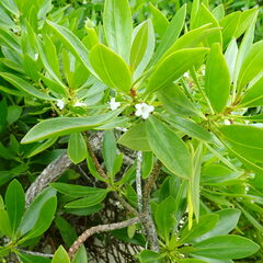 Myoporum crassifolium