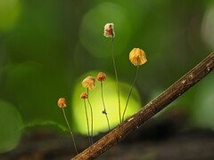 Marasmius siccus