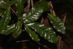 Beilschmiedia obtusifolia