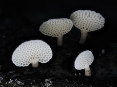 Favolaschia