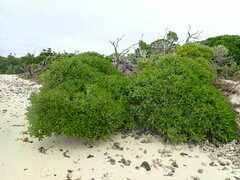 Myoporum crassifolium