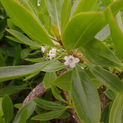 Myoporum crassifolium