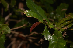 Beilschmiedia obtusifolia