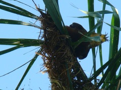 Psarocolius angustifrons