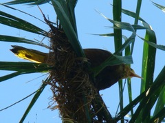 Psarocolius angustifrons