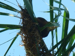 Psarocolius angustifrons