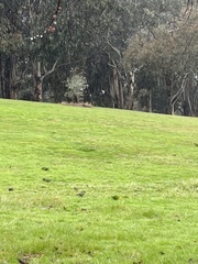 Polytelis swainsonii