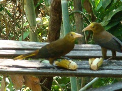 Psarocolius angustifrons