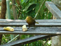 Psarocolius angustifrons