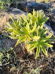 Tylecodon paniculatus