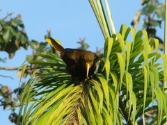 Psarocolius angustifrons