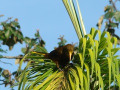 Psarocolius angustifrons