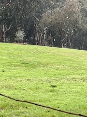 Polytelis swainsonii