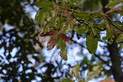 Beilschmiedia obtusifolia