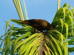 Psarocolius angustifrons