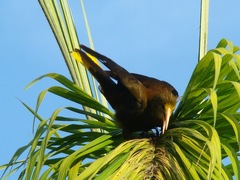 Psarocolius angustifrons