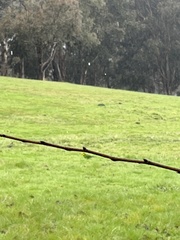 Polytelis swainsonii